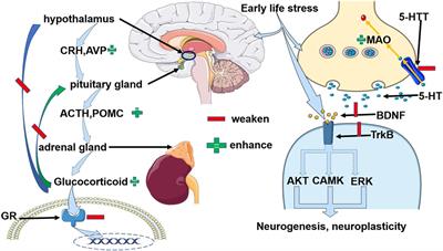 Effect of Early Life Stress on the Epigenetic Profiles in Depression